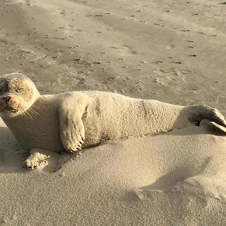 Haus Insulaner Tolle 7 Norderney
